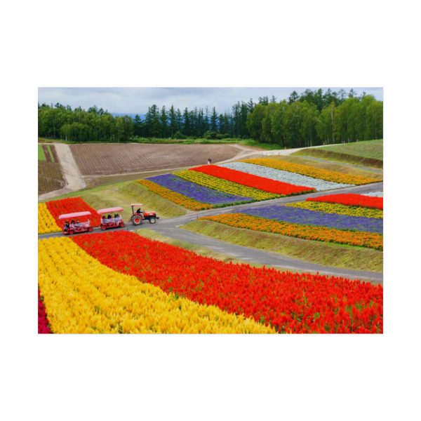 101857-25.jpg Colorful Tulip Field Poster