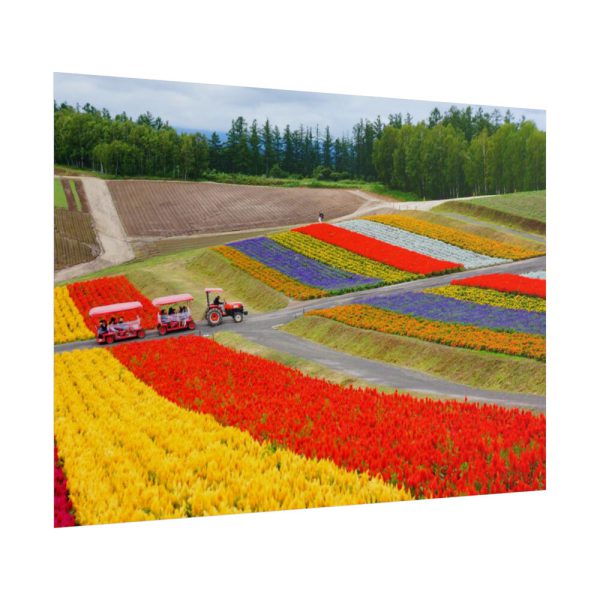 101857-27.jpg Colorful Tulip Field Poster