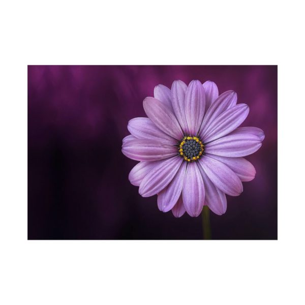 101875-190.jpg Purple Daisy Flower Poster