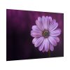 101875-192.jpg Purple Daisy Flower Poster
