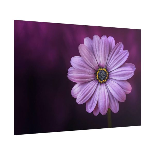 101875-192.jpg Purple Daisy Flower Poster