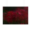 101875-206.jpg Red Spider Lilies Poster