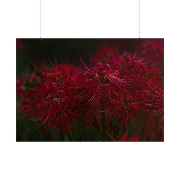 101875-206.jpg Red Spider Lilies Poster
