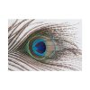 101875-225.jpg Peacock Feather Poster