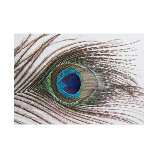 101875-225.jpg Peacock Feather Poster