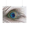 101875-226.jpg Peacock Feather Poster