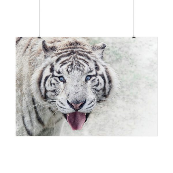 101875-241.jpg White Bengal Tiger Poster