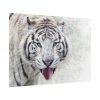 101875-242.jpg White Bengal Tiger Poster