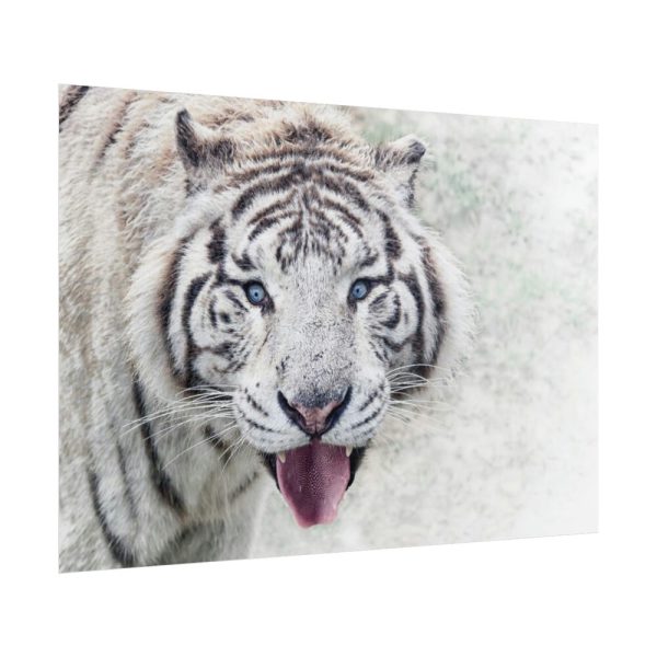 101875-242.jpg White Bengal Tiger Poster