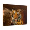 101875-247.jpg Tiger Roaring Poster