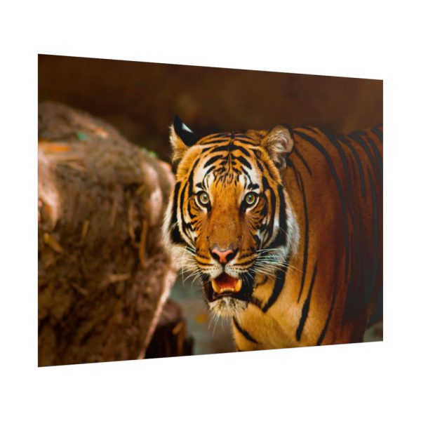 101875-247.jpg Tiger Roaring Poster