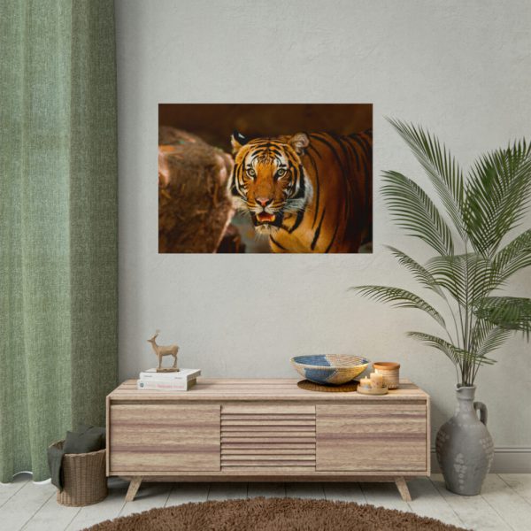101875-248.jpg Tiger Roaring Poster