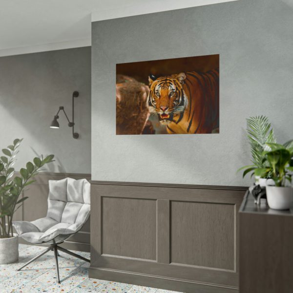 101875-249.jpg Tiger Roaring Poster