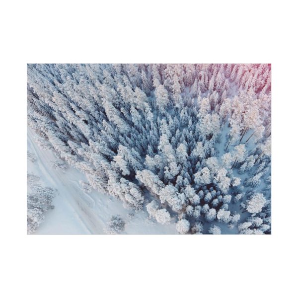 Winter Frozen Fir Tree Aerial View Poster