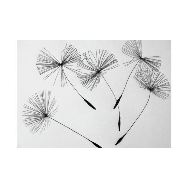 101875-510.jpg Dandelion Flower Poster