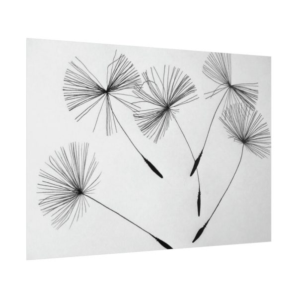 101875-512.jpg Dandelion Flower Poster