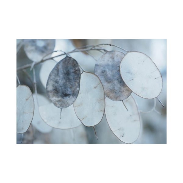 101875-590.jpg Leaves Covered in Ice Crystals Poster