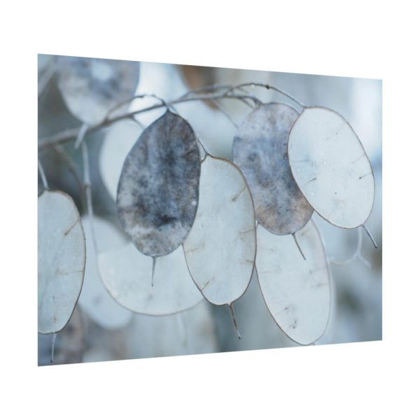 101875-592.jpg Leaves Covered in Ice Crystals Poster