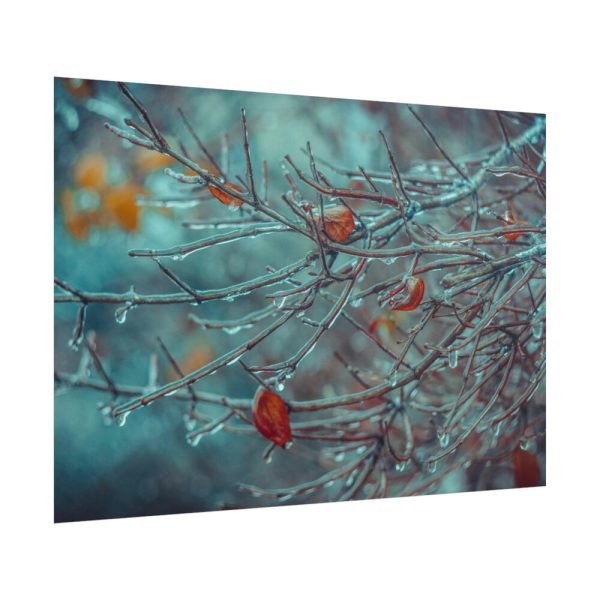 101875-607.jpg Tree Branches Covered in Ice Poster