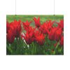 101875-616.jpg Vibrant Red Tulips Bloom in a Field Poster