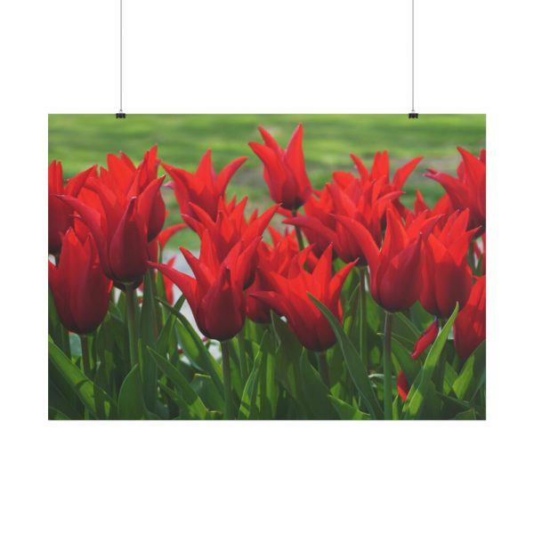 101875-616.jpg Vibrant Red Tulips Bloom in a Field Poster