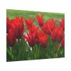 101875-617.jpg Vibrant Red Tulips Bloom in a Field Poster