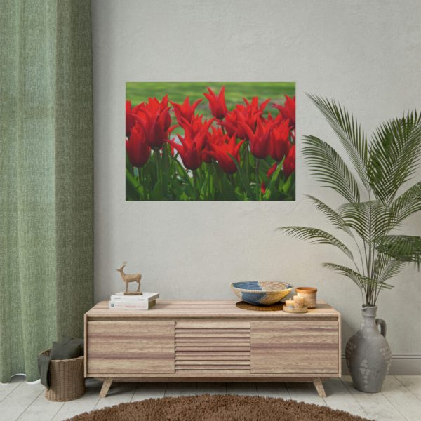101875-618.jpg Vibrant Red Tulips Bloom in a Field Poster
