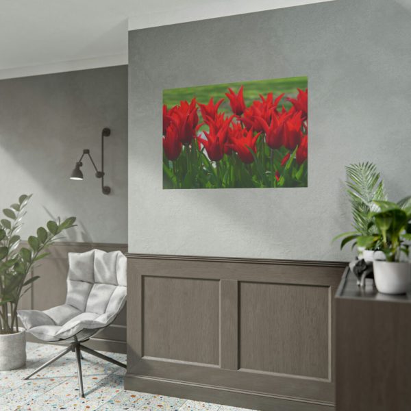 101875-619.jpg Vibrant Red Tulips Bloom in a Field Poster