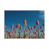 101875-620.jpg A Low-Angle Shot of a Field of Red Tulips Poster
