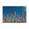 101875-621.jpg A Low-Angle Shot of a Field of Red Tulips Poster