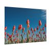101875-622.jpg A Low-Angle Shot of a Field of Red Tulips Poster