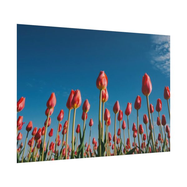 101875-622.jpg A Low-Angle Shot of a Field of Red Tulips Poster