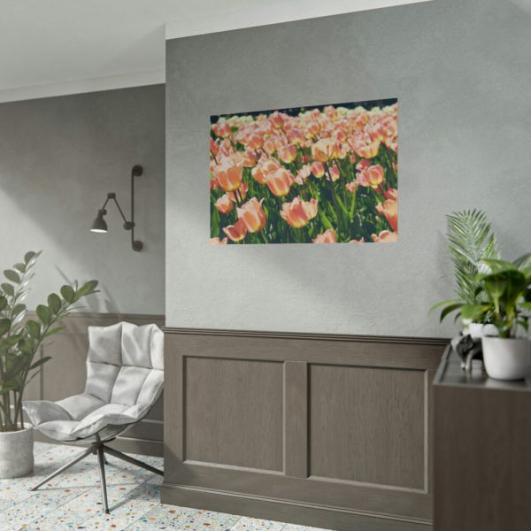 101875-634.jpg A Large Grouping of Light Tulips in Sunlight Poster