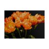 A Bouquet of Bright Orange Tulips Poster