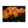 A Bouquet of Bright Orange Tulips Poster