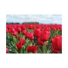 101875-700.jpg Red Tulip Field Poster