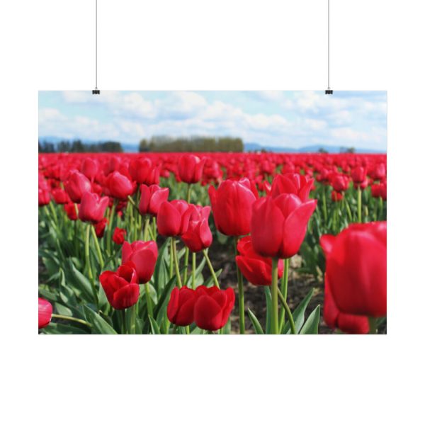 101875-701.jpg Red Tulip Field Poster