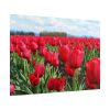 101875-702.jpg Red Tulip Field Poster