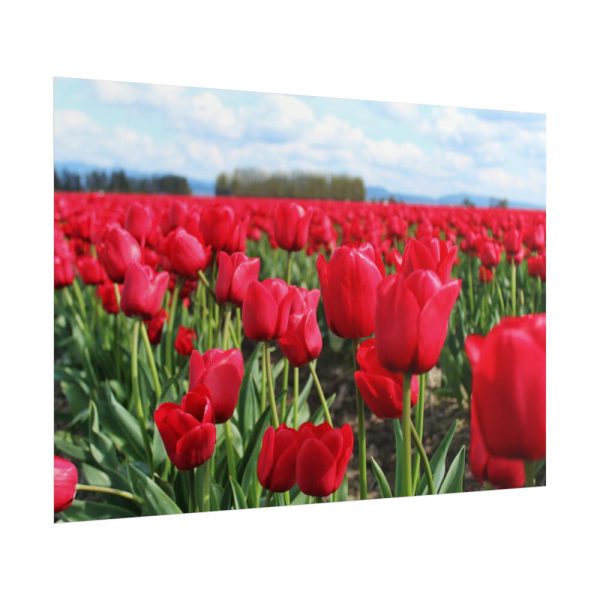 101875-702.jpg Red Tulip Field Poster