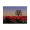 101875-705.jpg Tulips Field Poster