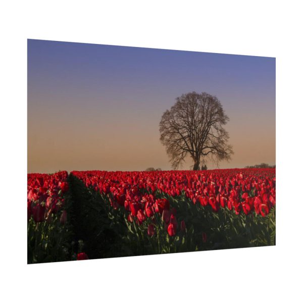 101875-707.jpg Tulips Field Poster