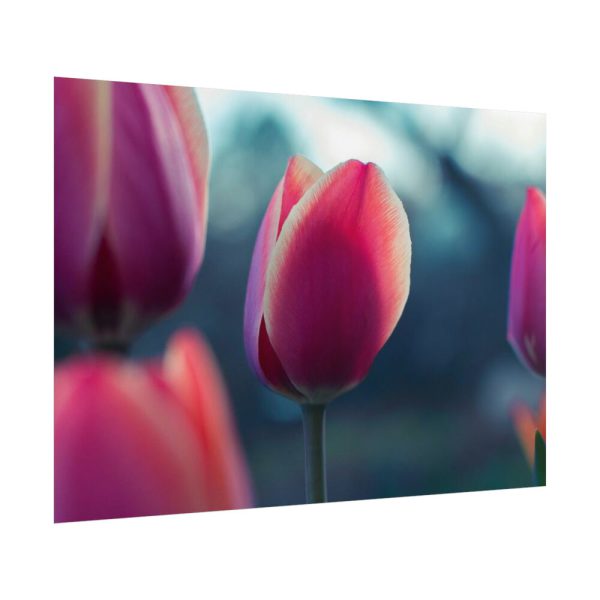 Blooming Pink Tulips in the Evening Light Poster