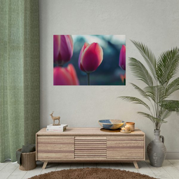 Blooming Pink Tulips in the Evening Light Poster