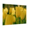 Yellow Tulips Blooming in the Field Poster