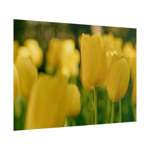 Yellow Tulips Blooming in the Field Poster