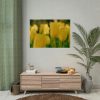Yellow Tulips Blooming in the Field Poster