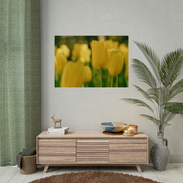 Yellow Tulips Blooming in the Field Poster