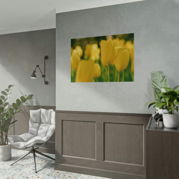 Yellow Tulips Blooming in the Field Poster