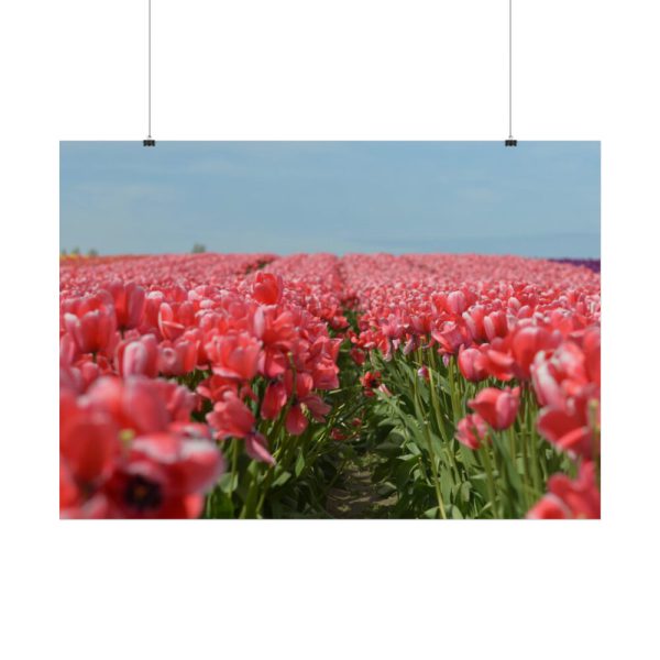 101875-721.jpg Pink Tulip Field Poster