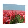 101875-722.jpg Pink Tulip Field Poster